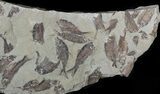 Fossil Fish (Gosiutichthys) Mortality Plate - Lake Gosiute #63155-1